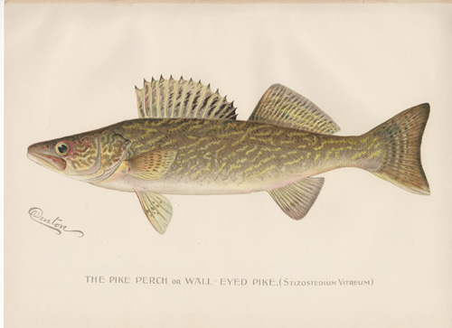 Denton fish lithograph from 1896